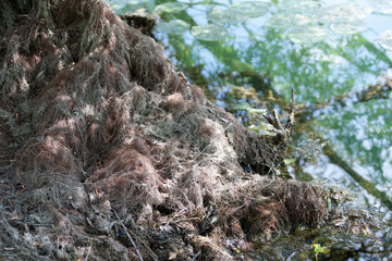 Natursee mit Hütte, Bank, Uferansichten, Idylle
