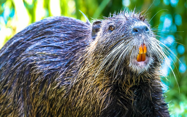 Nutria, Teilansicht