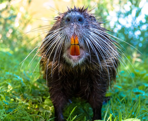 Nutria, gelbe Zähne