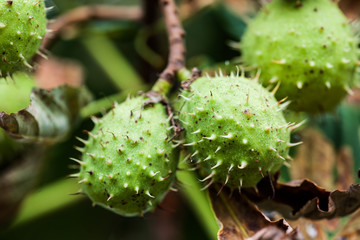 Kastanie, Rosskastanie, Früchte