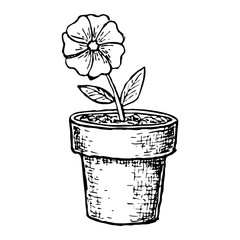 Potted flower in a pot, sketch illustration. Vector