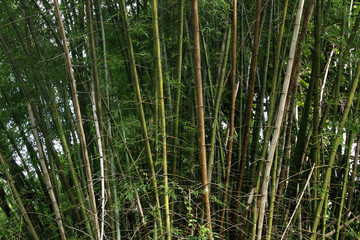 Green Bamboo Forest in Thailand