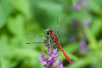 Rote Heidelibelle