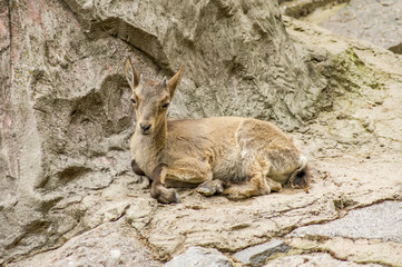 Red deer baby ;ies in the rocks