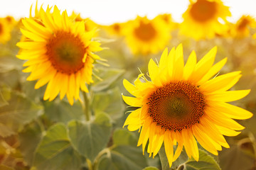 Romantic sunflowers in a field at sunset