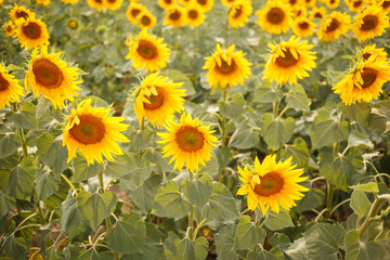 Romantic sunflowers in a field at sunset