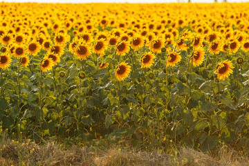 Romantic sunflowers in a field at sunset