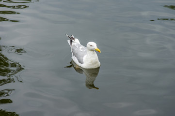 seagull in water