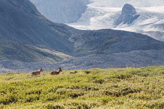 Wild Alpine ibex family grazing on a clearing of grass in the mountains