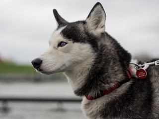 Portrait of husky dog with leash