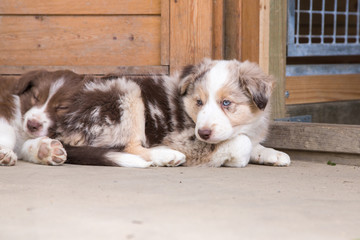 Chiots border collie