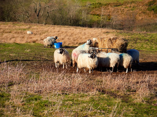Sheep at a feeding pen on English Farmland in winter on a sunny day. England, UK.