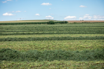 Frisch gem&auml;hte Wiese