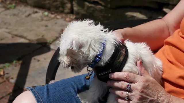 A Young West Highland Terrier Puppy is sitting on womans lap in summer