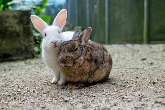 two cute rabbits on sand