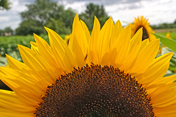 Naklejka premium Sonnenblume