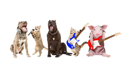 Funny animals musicians, isolated on white background