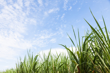 Corn field with sky background.
