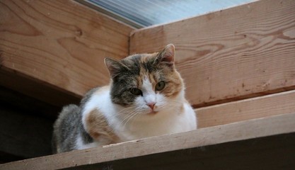 Katzenportrait