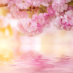 Fresh pink flowers of sakura growing in the garden, natural spring outdoor background with water...