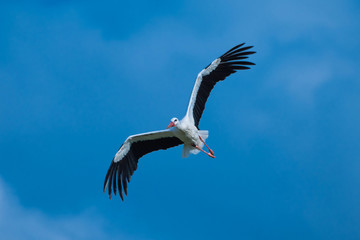 Storch im Flug 