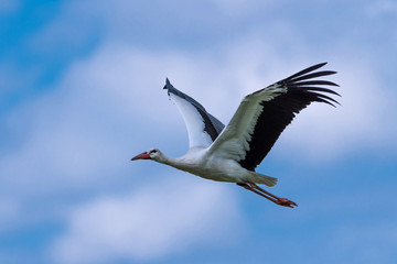Storch im Flug 