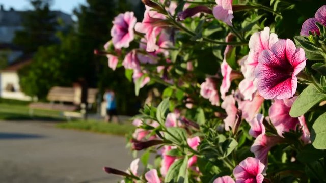 Colorful pink petunias in pot near the walking path,Novi Becej,Serbia,9th of June,2017.