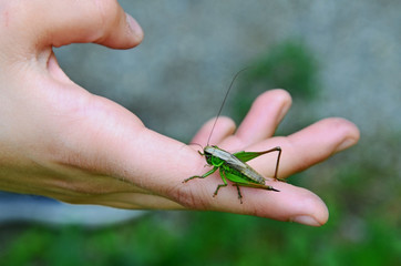 Heuschrecke