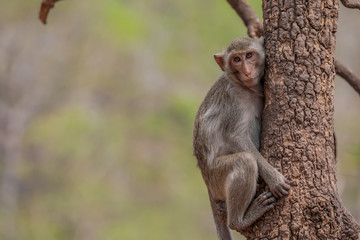 Monkey Sitting On Trunk Of Tree, Khao Nor In Nakhon Sawan Province, Thailand.