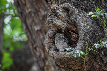 Spotted Owlet On A Tree Hole In Temple Of Thailand.