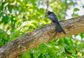 Greater Racket-Tailed Drongo On Branch Of Tree In The Park, Thailand.