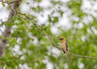 Golden Baya Weaver Standing On The Branch Of Tree Near Field, Thailand.