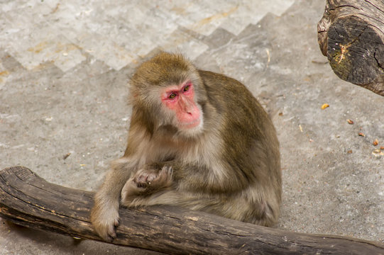 japanese macaque