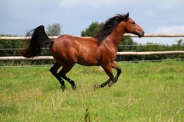 rennendes braunes pferd