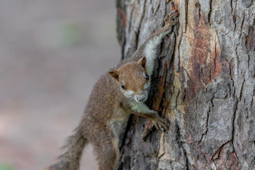 Squirrel On Tree In The Park Of Bangkok, Thailand.