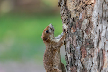 Squirrel On Tree In The Park Of Bangkok, Thailand.