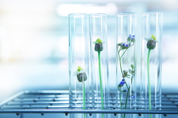 small yellow and purple flower in glass test tube with metal rack in plant biotechnology laboratory