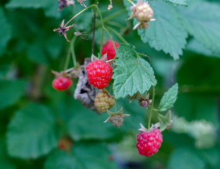 Ripe berry raspberries on branches
