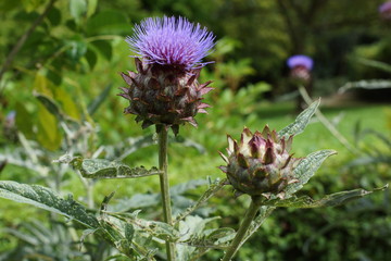 Cynara cardunculus -  Zier-Artischocke