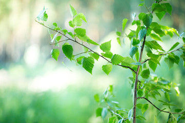 Fototapeta na wymiar The small green leaves on a branch