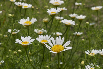 Anthemis arvensis L.