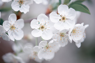 Blossoming of cherry flowers in spring time, natural seasonal floral background. Macro image