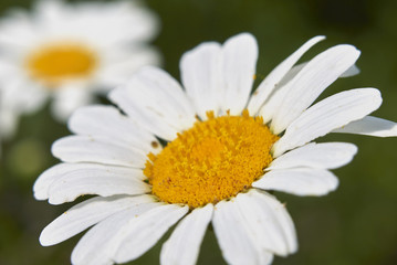 Anthemis arvensis L. flower head