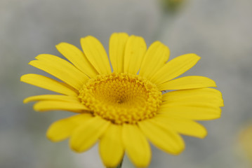 Cota tinctoria flower head
