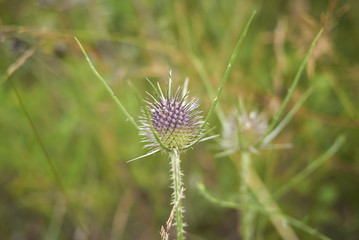 Dipsacus fullonum