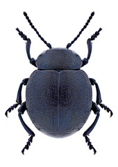 Beetle Timarcha goettingensis carpathica on a white background