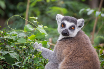 lemur