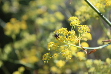 mouche verte ou lucilie soyeuse