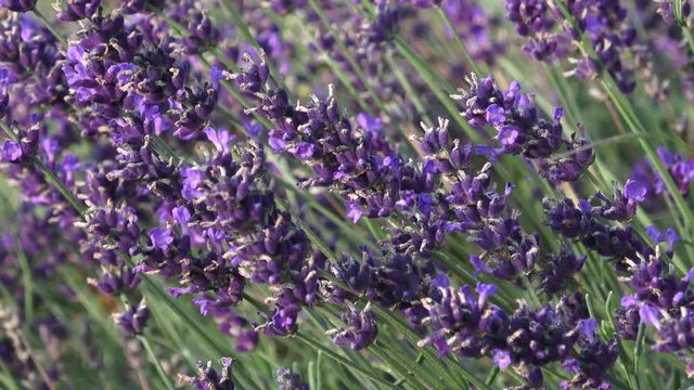 Blooming lavender
