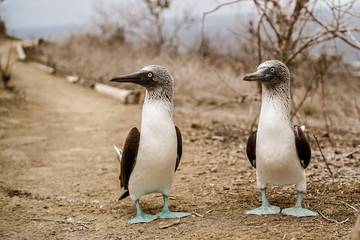 Isla de la Plata, Ecuador